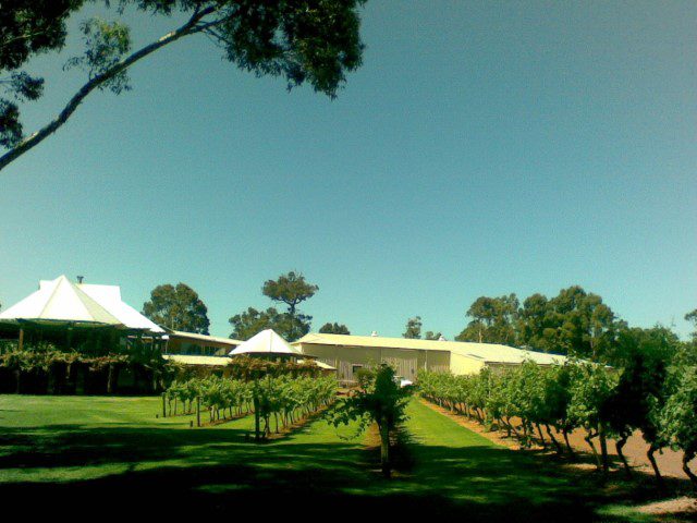 Huge vineyard at Vasse Felix