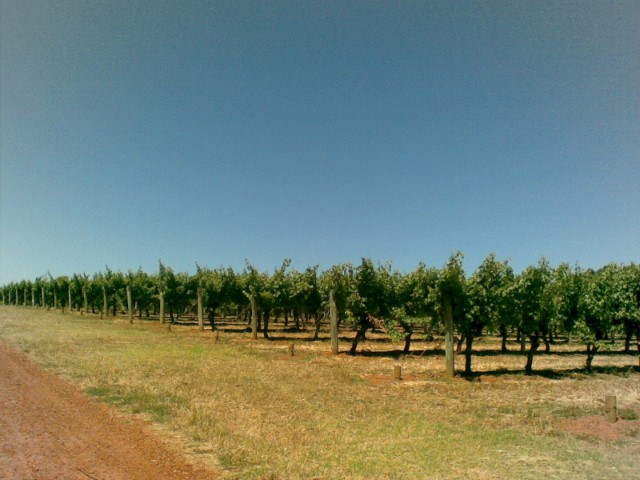Rows of grapes at Margaret River vineyards
