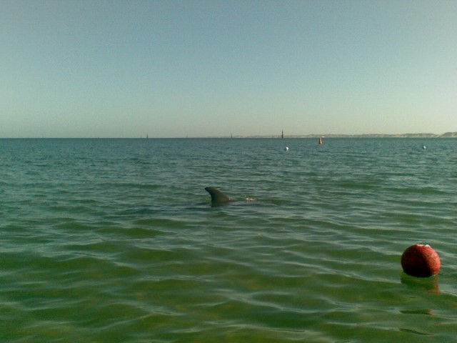 Dolphin Discovery Centre Perth