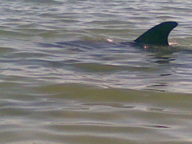 Dolphin Discovery Centre Perth: Close up shots of more dolphins