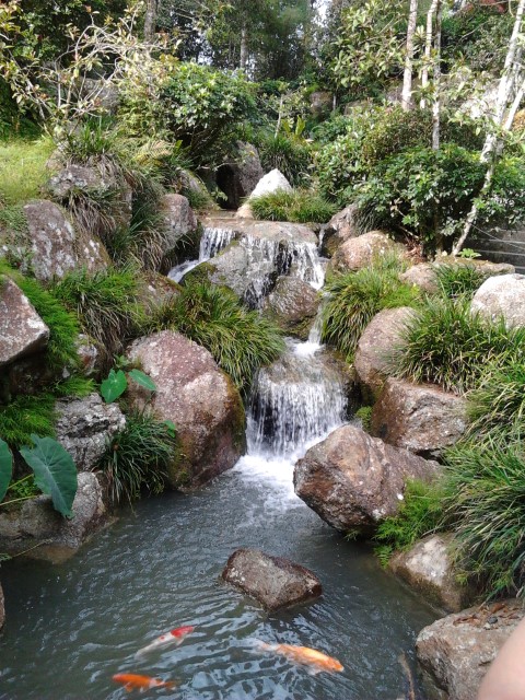 More koi with mini waterfall