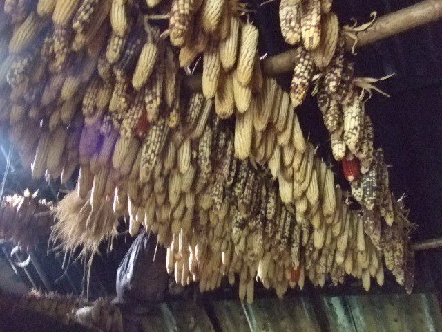 103Corn hanging out to dry