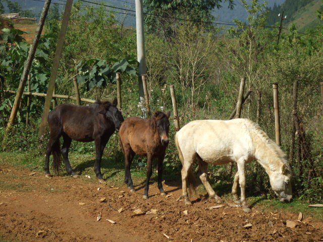 143Black coffee, milo and milk