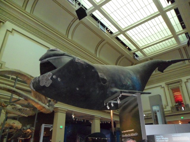 Whale at the National Museum of Natural History - Washington DC
