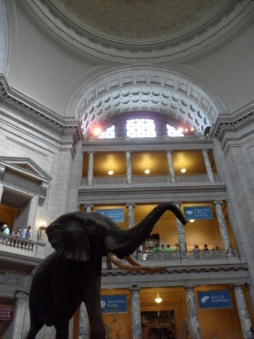 Elephant at the National Museum of Natural History - Washington DC