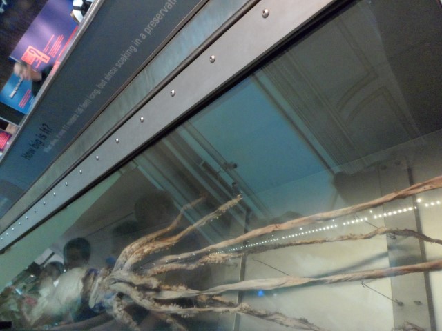 Ridiculously Long and Huge Squid at the National Museum of Natural History - Washington DC