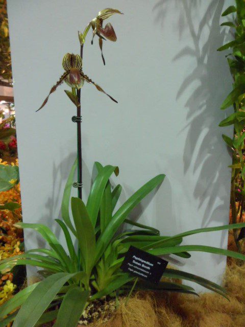 2 Petaled Orchid