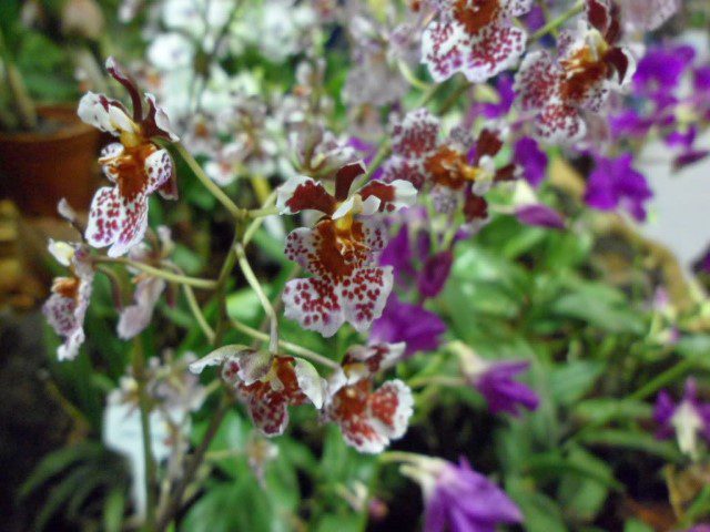 Arty Farty Close Up Shot of really small Orchids