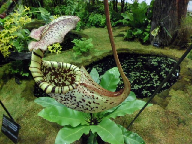 Huge pitcher plant