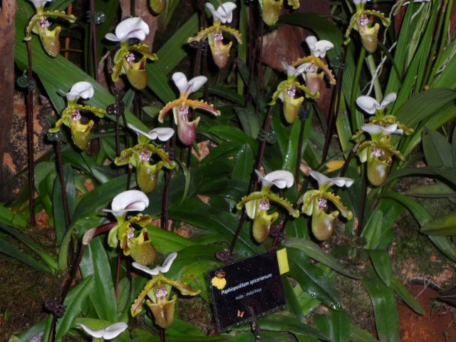 Hybrid Pitcher Orchid Plants