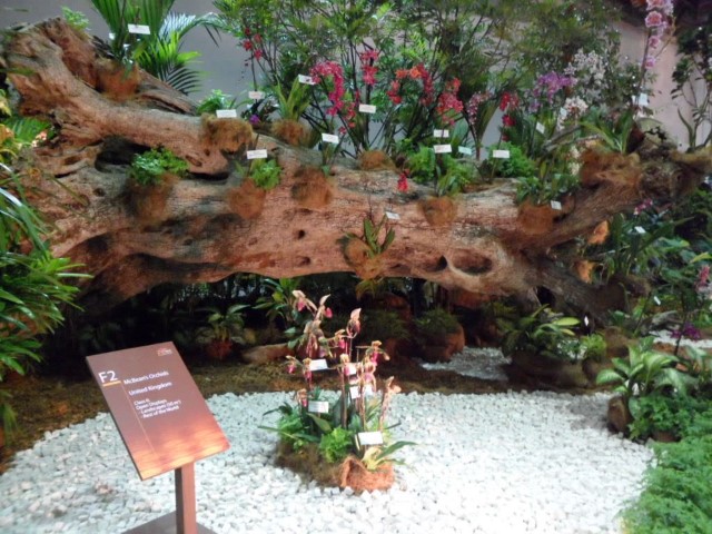 Orchid Display from the UK