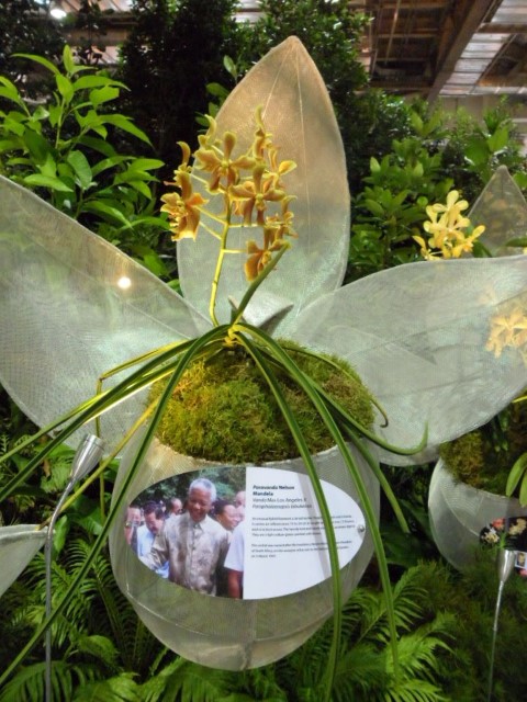 Orchid named after Nelson Mandela