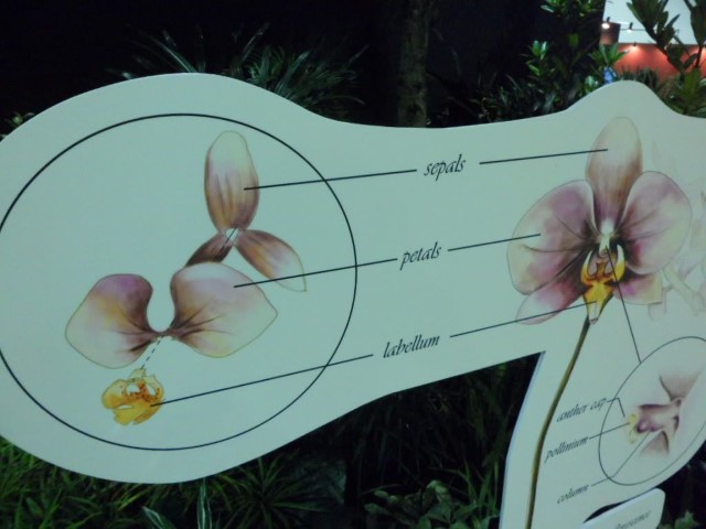 Parts of the Orchid