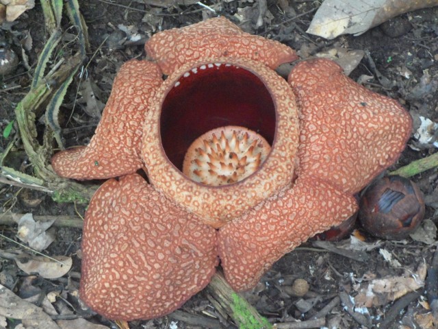 The largest flower in the World - The Rafflesia