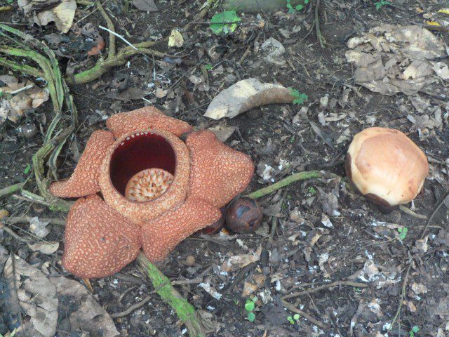 The Rafflesia in bloom and its bud Kota Kinabalu