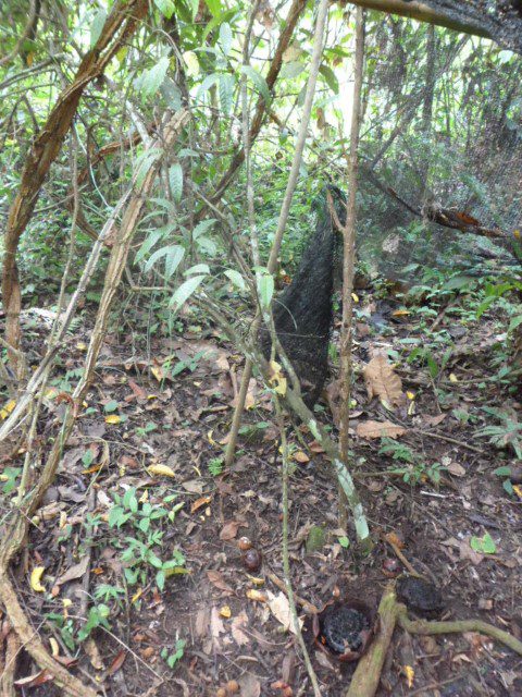 The Rafflesia disintegrates after its bloom