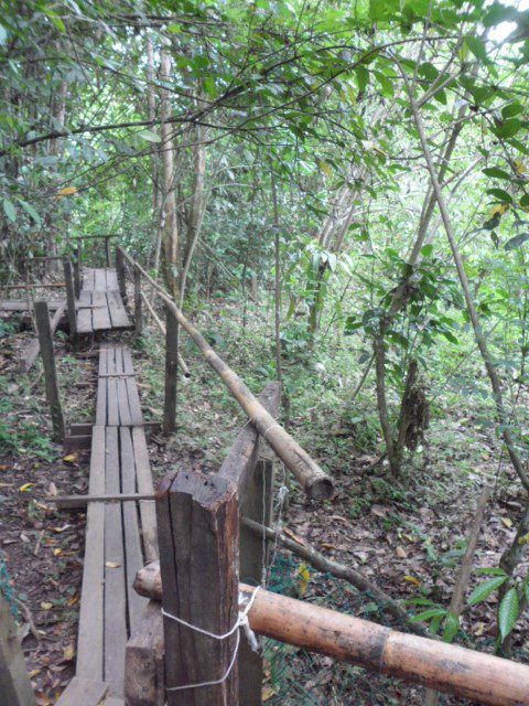 "Treacherous" Journey to see the Rafflesia