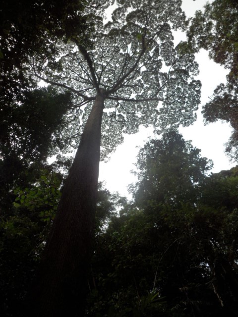Ferns on top of a tree looking like an umbrella in Kota Kinabalu Forest