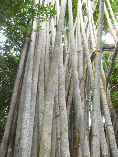 Huge Bamboos in Kota Kinabalu Forest