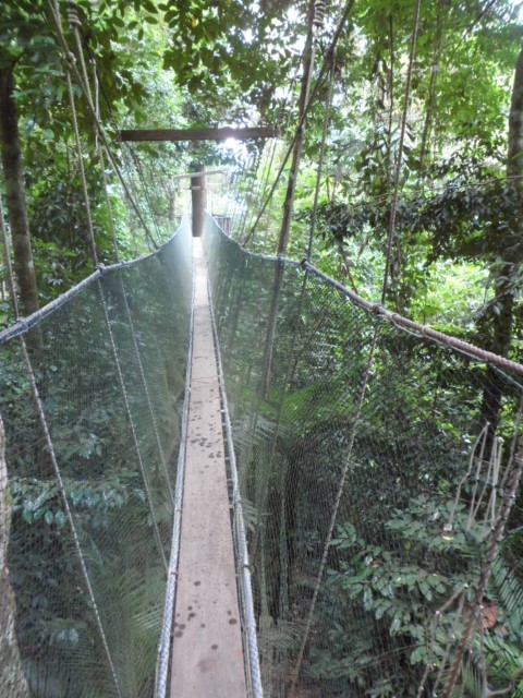 First Bridge at Tree Top Walk at Kota Kinabalu