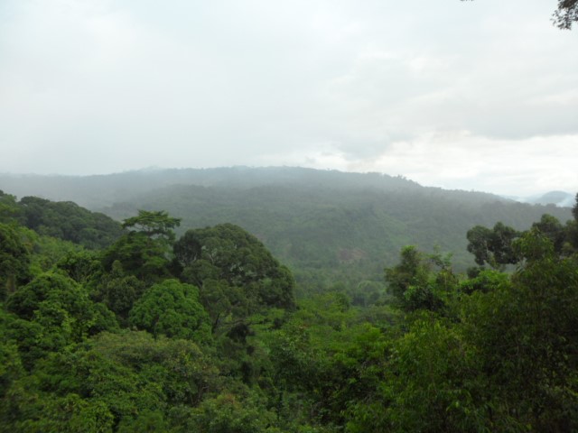 View from Tree Top Walk Kota Kinabalu