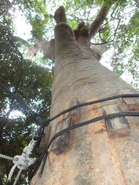 "Winnie the Pooh Tree" in Kota Kinabalu