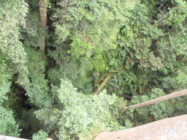 Looking down from the tree top walk at Kota Kinabalu