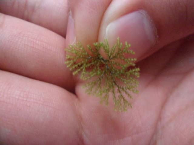 Possibly, the world's smallest fern found at Kota Kinabalu