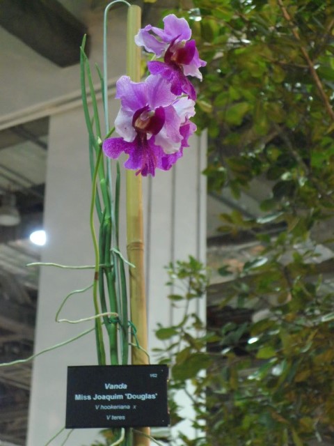 Vanda Miss Joaquim at 20th WOC (World Orchid Conference)
