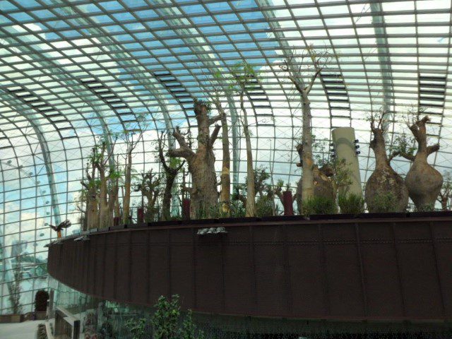 View of the trees with bulbous trunks that store water