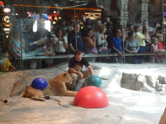 Grandchildren of the original MGM Lion