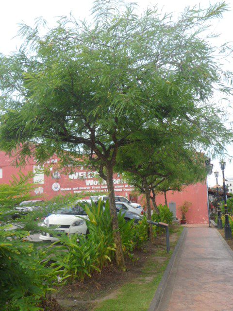 Melaka Trees along the Melaka River