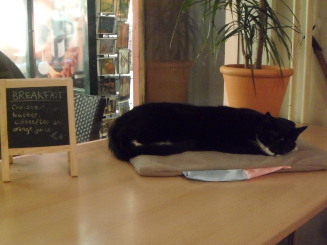 Smart cat at Cafe Oli