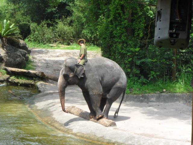 An Elephant balancing on a log