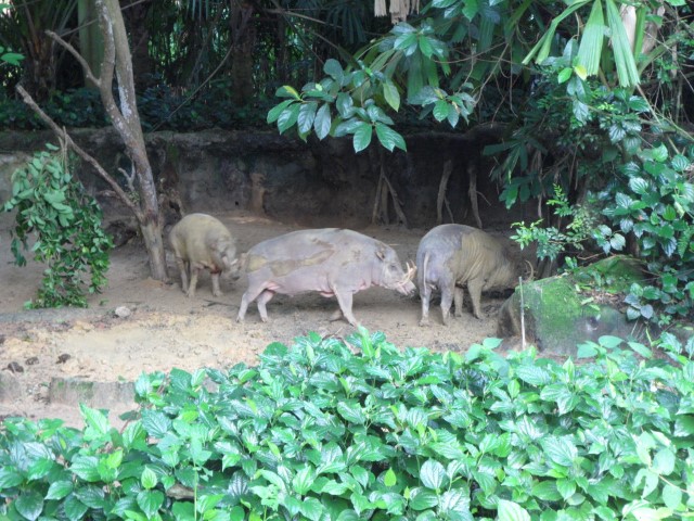 Babirusa at the Singapore Zoo