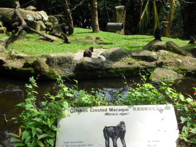 Crested Macaque at the Singapore Zoo