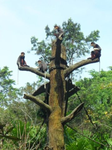 Douc Langur at the Singapore Zoo