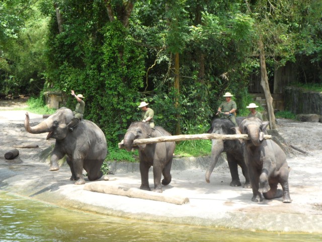 Elephants of Asia Show at the Singapore Zoo