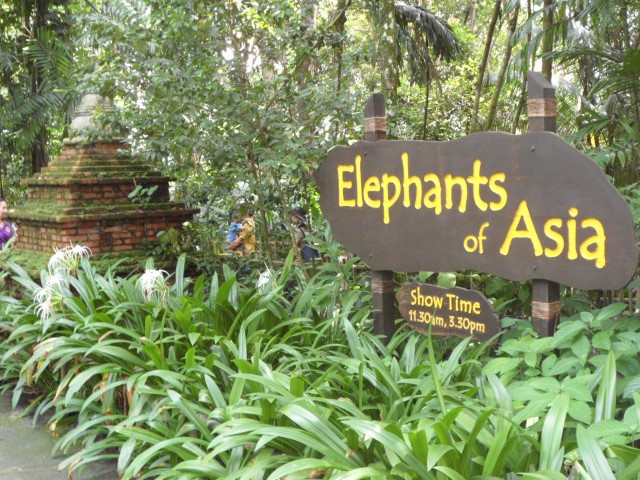 Elephants of Asia at the Singapore Zoo