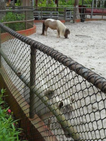 Falabella at the Kidzworld Singapore Zoo