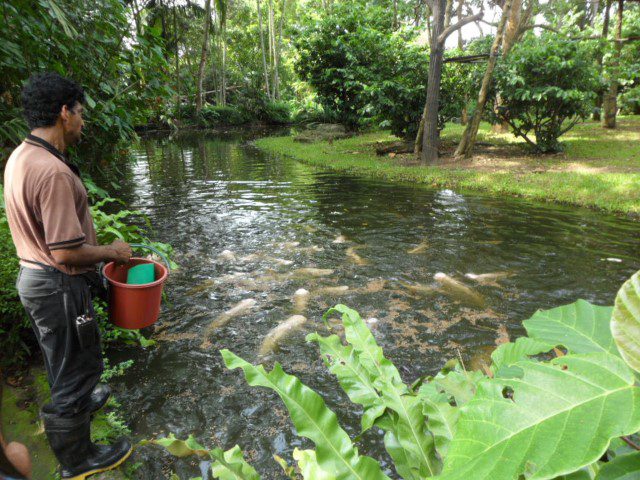 Feeding of the Arapaima at the Singapore Zoo