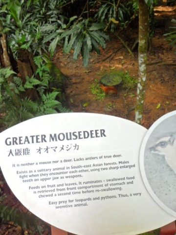 Greater Mouse Deer at the Singapore Zoo