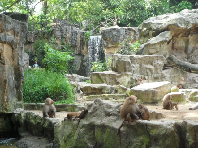 Hamadryas Baboon at the Singapore Zoo