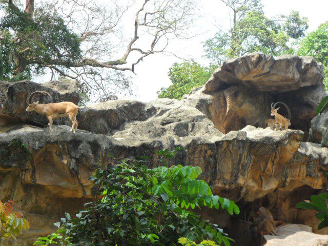 Nubian Ibex at the Singapore Zoo