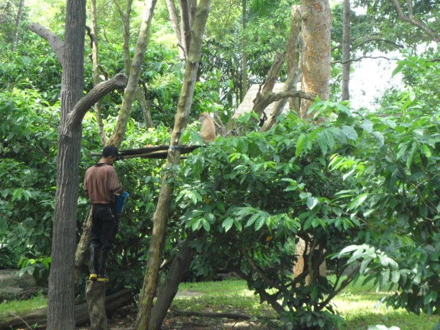 Patas Monkey at the Singapore Zoo