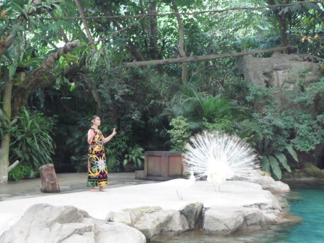 Peacock attracting the Peahen