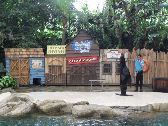 Sea Lion standing up at the Singapore Zoo!