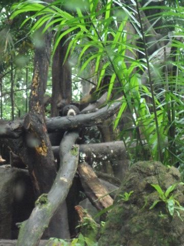 Sun bear at the Singapore Zoo