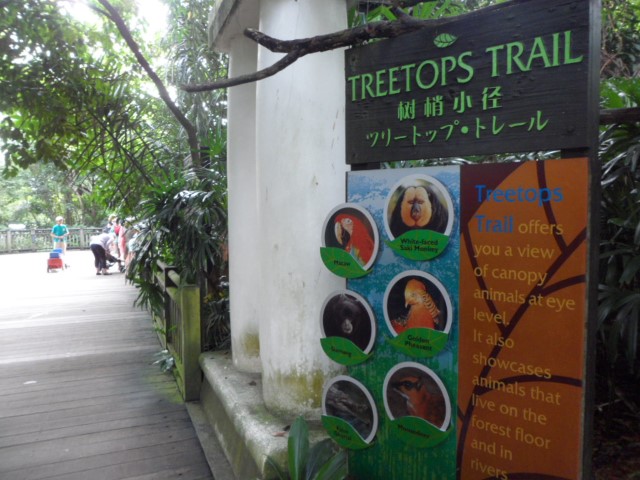 Treetops Trail at the Singapore Zoo