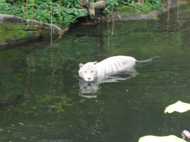 White Tiger at the Singapore Zoo